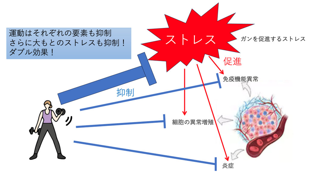 運動ががんのリスクを下げるのはなぜ？